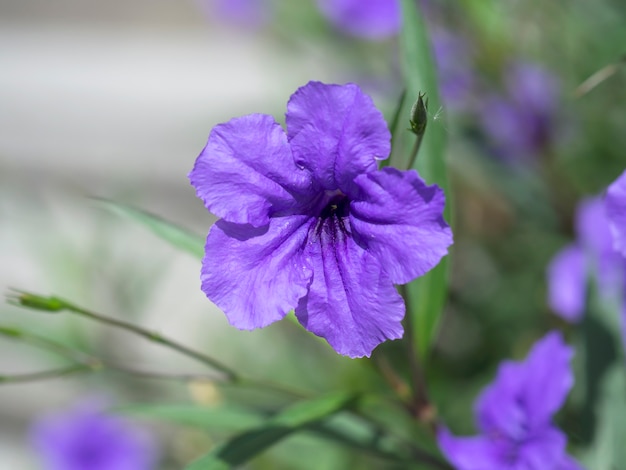 Makro- wizerunek wiosna liliowi fiołkowi i purpurowi kwiaty