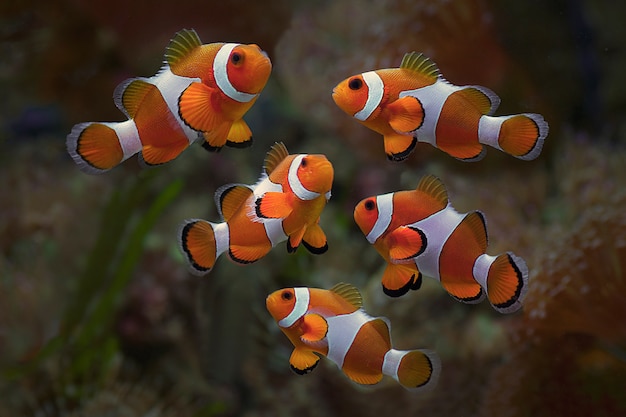 Makro Z Bliska Clownfish. Ryba Morska