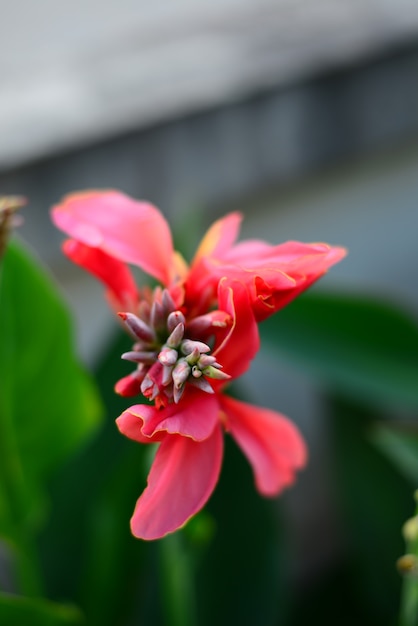 Makro Z Góry Różowa Lilia Canna Fllower