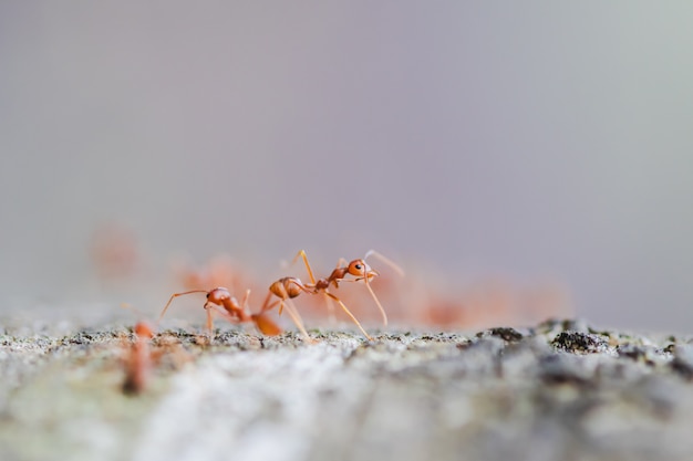 Makro- zakończenie czerwona tkacz mrówka na drzewie.