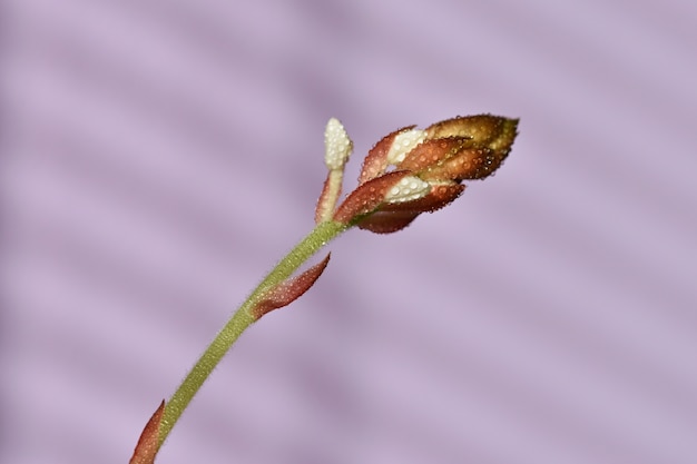 Makro Zbliżenie Jewel Orchid (ludisia Odbarwienia)