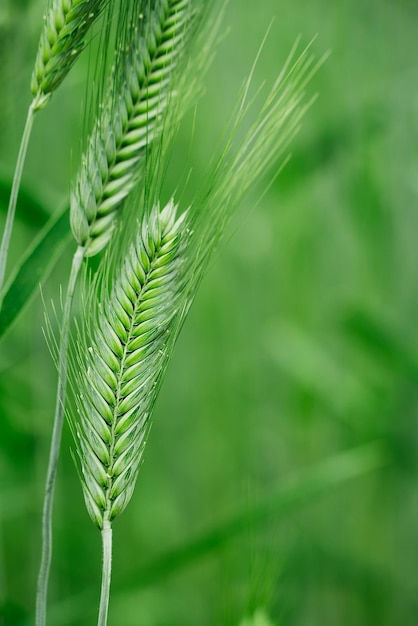 Makro zbliżenie świeżych młodych kłosów młodej zielonej pszenicy na polu wiosna lato