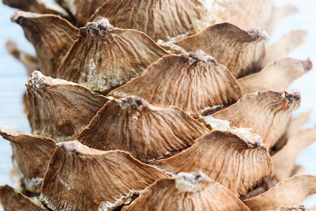 Makro zbliżenie szyszek tekstury