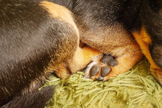 Makro zdj?cie łapy spania chihuahua Cute pies śpi na zbiorze