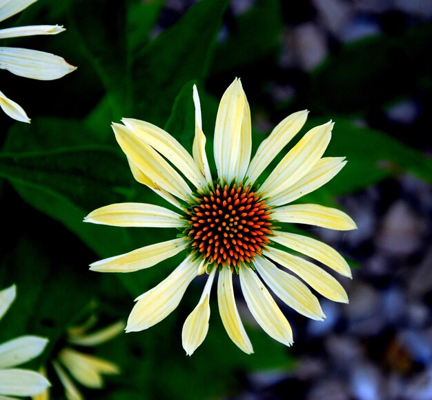 Zdjęcie makro zdjęcie białych kwiatów margaretki