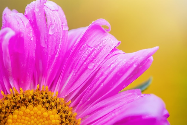 Zdjęcie makro zdjęcie części kwiatu aster płatki z kropelami wody w słoneczny dzień