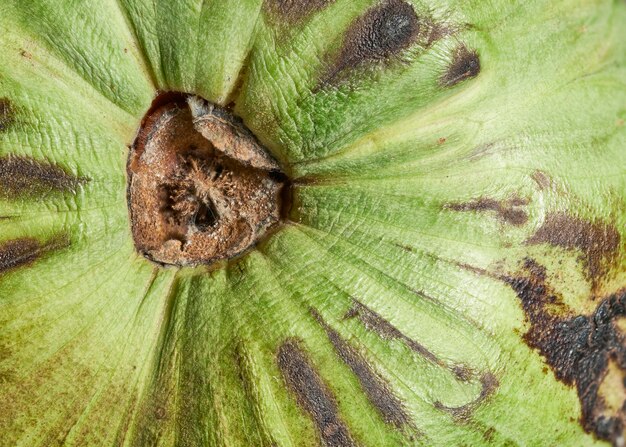 Zdjęcie makro zdjęcie detalu owocu cherimoya