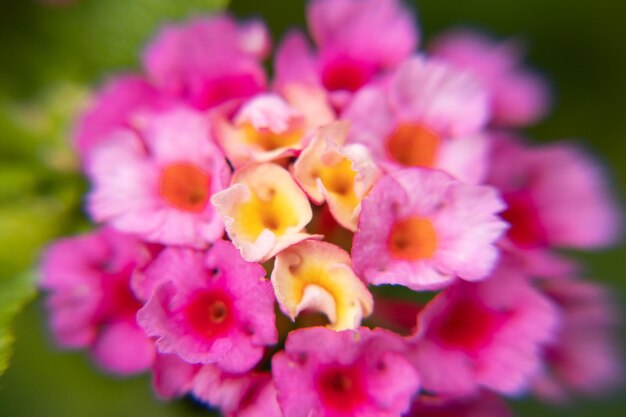 makro zdjęcie jasnoróżowego kwiatu w szczegółach