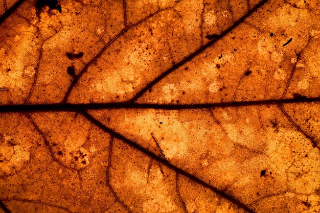 Zdjęcie makro zdjęcie jesiennych liści zbliżenie kolorowego jesiennego liścia kolory jesienne
