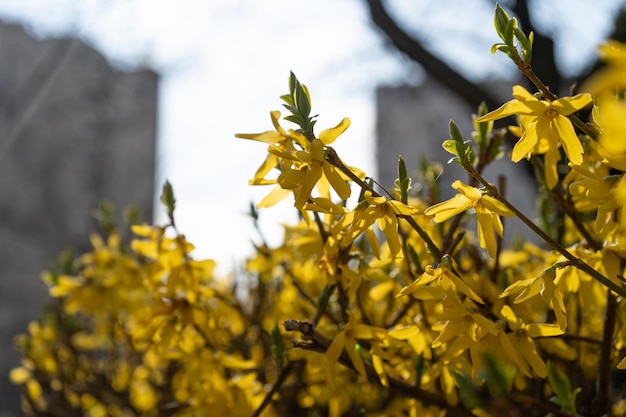 Makro zdjęcie kwiatów Forsycji Żółta kwitnąca tekstura na niebieskim tle nieba Forsycja kwitnienia