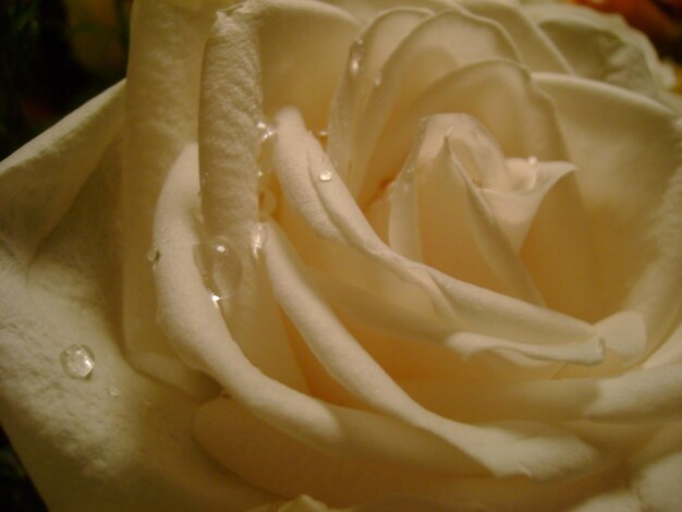 Makro zdjęcie mokrej róży