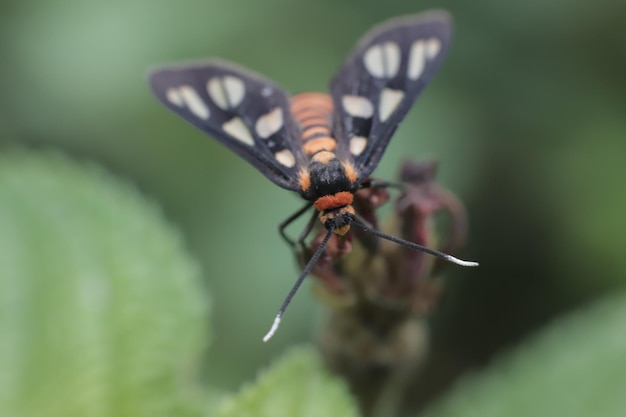 makro zdjęcie pszczoły