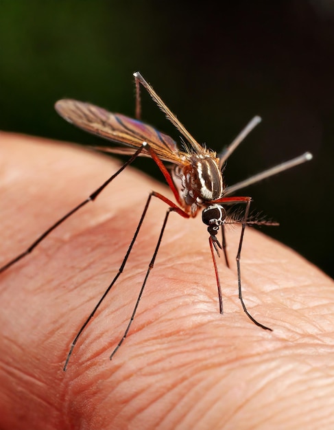 Makro Zdjęcie Z Bliska Komara Culicidae