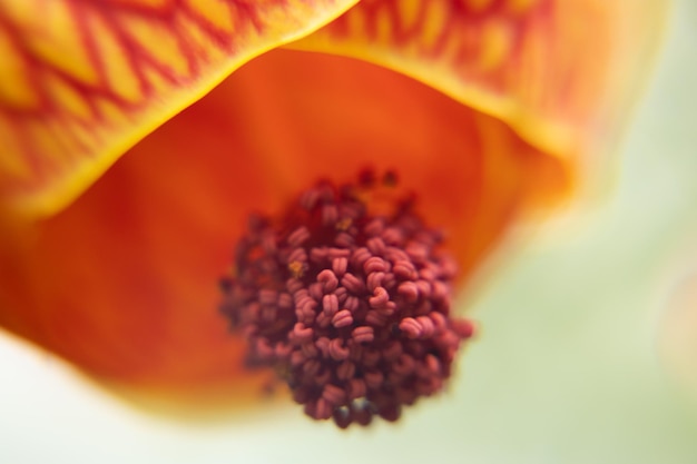 makro zdjęcie żółtego i czerwonego kwiatu