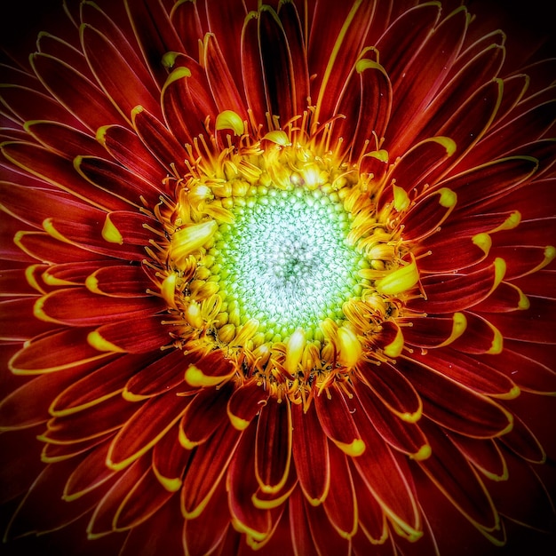Zdjęcie makro zdjęcie żółtego kwiatu