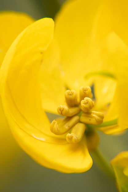 makro zdjęcie żółtego kwiatu