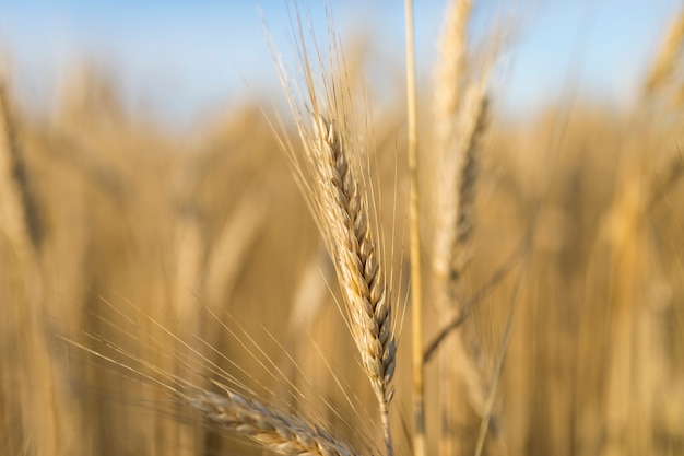 Zdjęcie makro złotej przyprawy pszenicy