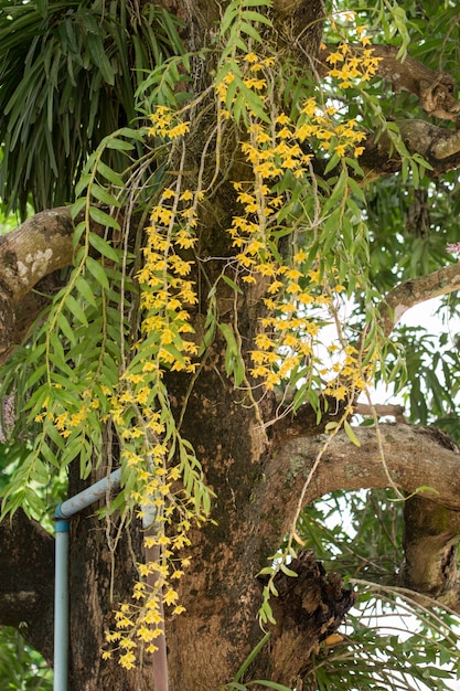 Zdjęcie makro- żółta orchidea