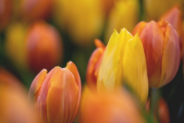 Makro żółte i pomarańczowe tulipany ze świeżością