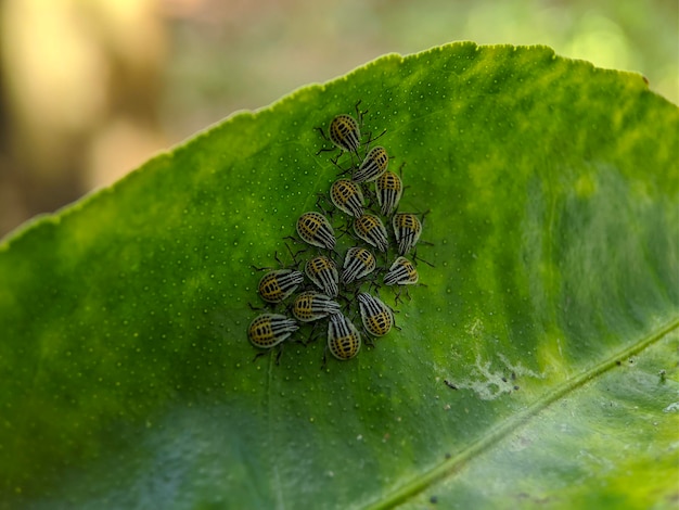 Makro żółtego plamistego śmierdzącego robaka na zielonych liściach