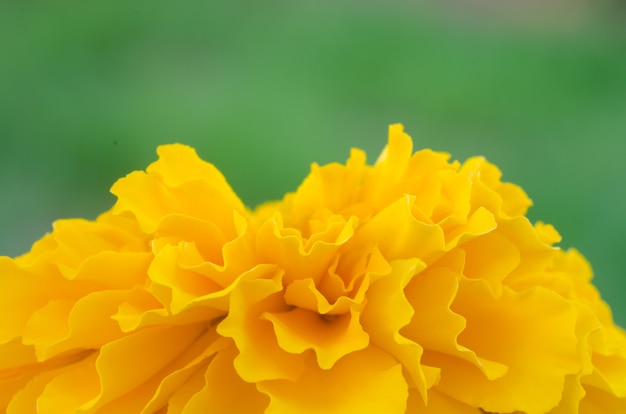 Makro- żółty nagietek kwiatu tło