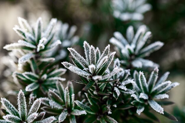 Makrofoto von Pflanzen im sonnigen frostigen Winter