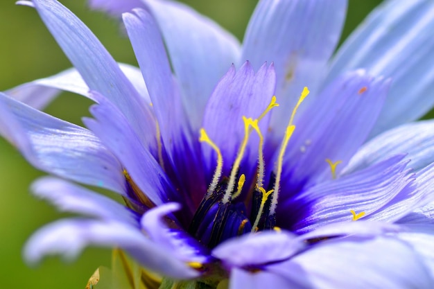 Makrofotografia kwiatu strzałki Kupidyna Catananche caerulea z niebieskimi płatkami