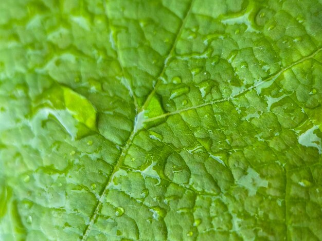 Makrofotografia liścia winogron. Liść winogron z bliska