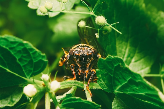 Makrofotografia owada z Cykady emituje nieprzyjemny dźwięk w ich naturalnym środowisku