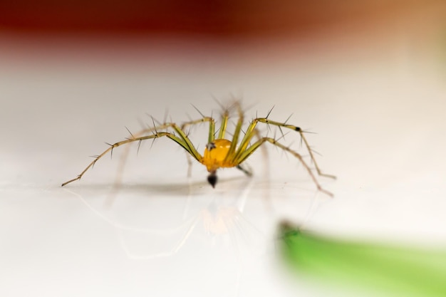Makrofotografia pająka