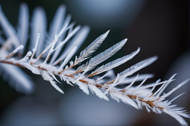 Zdjęcie makrofotografia przyrody zimą