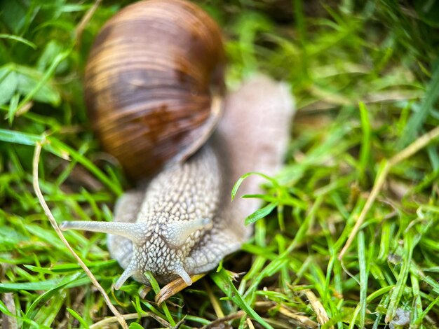 Makrofotografia ślimaka winogronowego (łac. Helix pomatia)