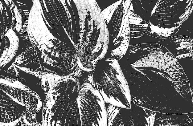Makrotekstura drewnianych liści z paskami grunge na czarnym i białym tle