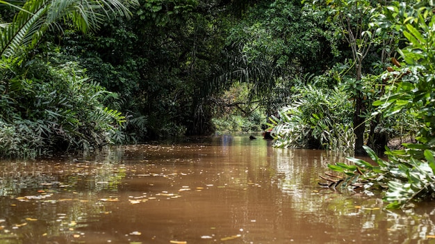 mała amazonka w pang-nga w Tajlandii Sang Nae Canal