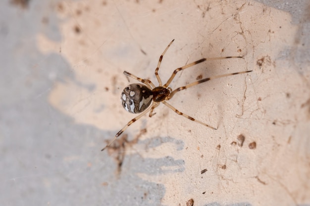 Mała Brązowa Wdowa Z Gatunku Latrodectus Geometricus