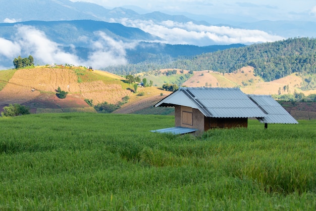 Mała chata w zielonym polu ryżu w dolinie
