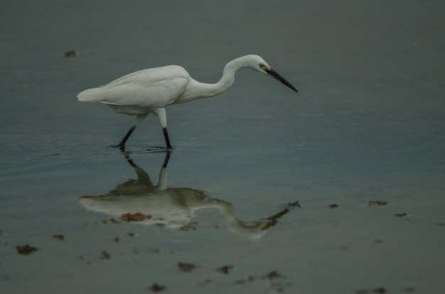 Mała czapla (Egretta garzetta)