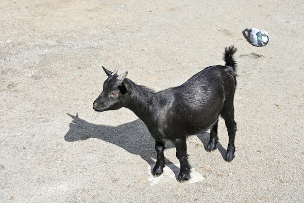 Mała czarna koza biega po farmie