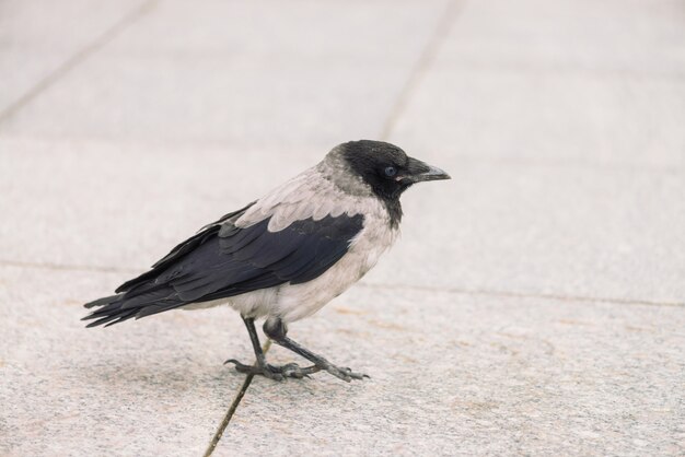Mała czarna wrona chodzi na szarym chodniczku z kopii przestrzenią. Tło chodnik z małym krukiem. Kroki dziki ptak na asfaltu zakończeniu up. Drapieżne zwierzę miejskiej fauny.