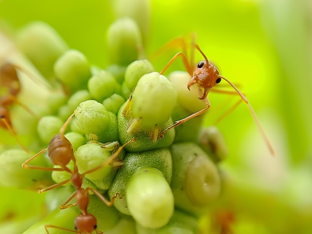 Mała czerwona mrówka ognista żywi się liśćmi owocu noni z selektywnym skupieniem Makro obejmuje wiele mrówek ognistych lub czerwonych mrówek na liściach za pomocą oświetlenia