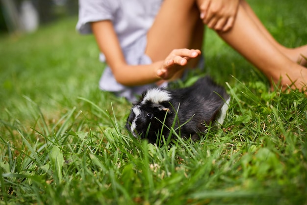 Mała dziewczynka bawi się z czarną świnką morską siedzącą na zewnątrz latem Świnka morska perkal pasie się na trawie na podwórku swojego właściciela