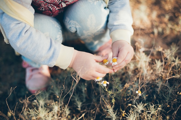 Mała dziewczynka dotyka stokrotki na polu na wiosnę