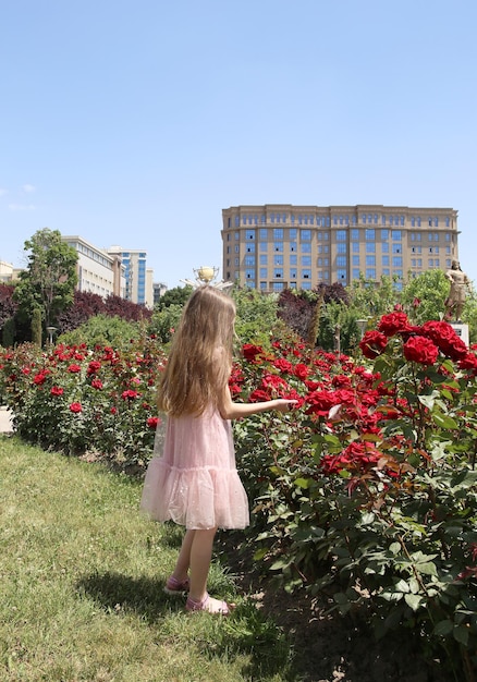 Mała dziewczynka wśród pola białych róż