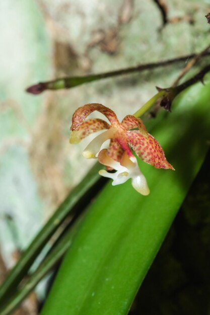 Mała fioletowa orchidea kwitnąca bukietem białych pręcików