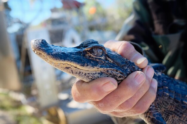 Mała głowa aligatora trzymana przez człowieka na Florydzie Everglades