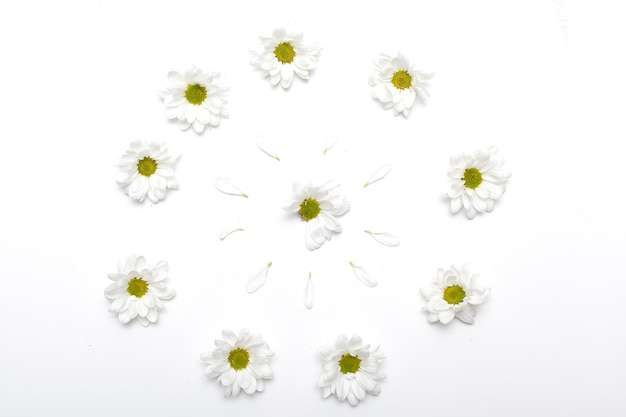 Zdjęcie mała grupa rumianku izolowana na białym tle jako element wzornictwa opakowania
