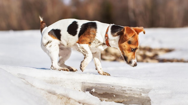 Mała Jack Russell ciekawa, bada topniejący lód na wiosennej rzece, jej stopy są brudne od błota.