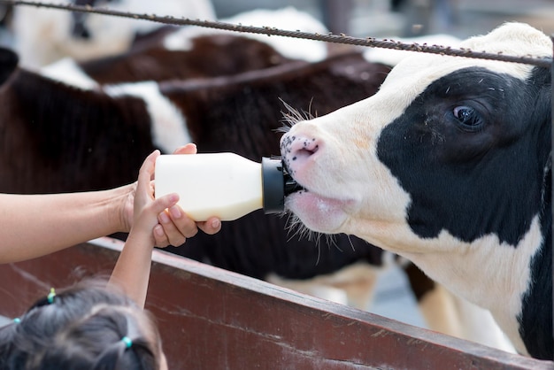 Zdjęcie mała krowa karmi się z butelki mleka na farmie