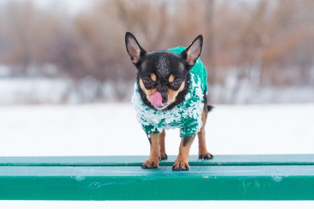 Mała kurtka dla psa mroźna zimą. Chihuahua w zimowe ubrania na tle śniegu. Chihuahua.