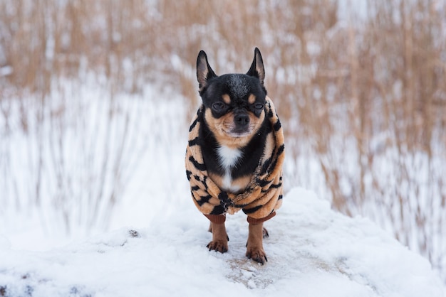 Mała kurtka dla psa mroźna zimą. Chihuahua w zimowe ubrania na tle śniegu. Chihuahua.